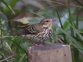 Olive-backed Pipit Kyoto Gyoen Mon, 4/29/2024