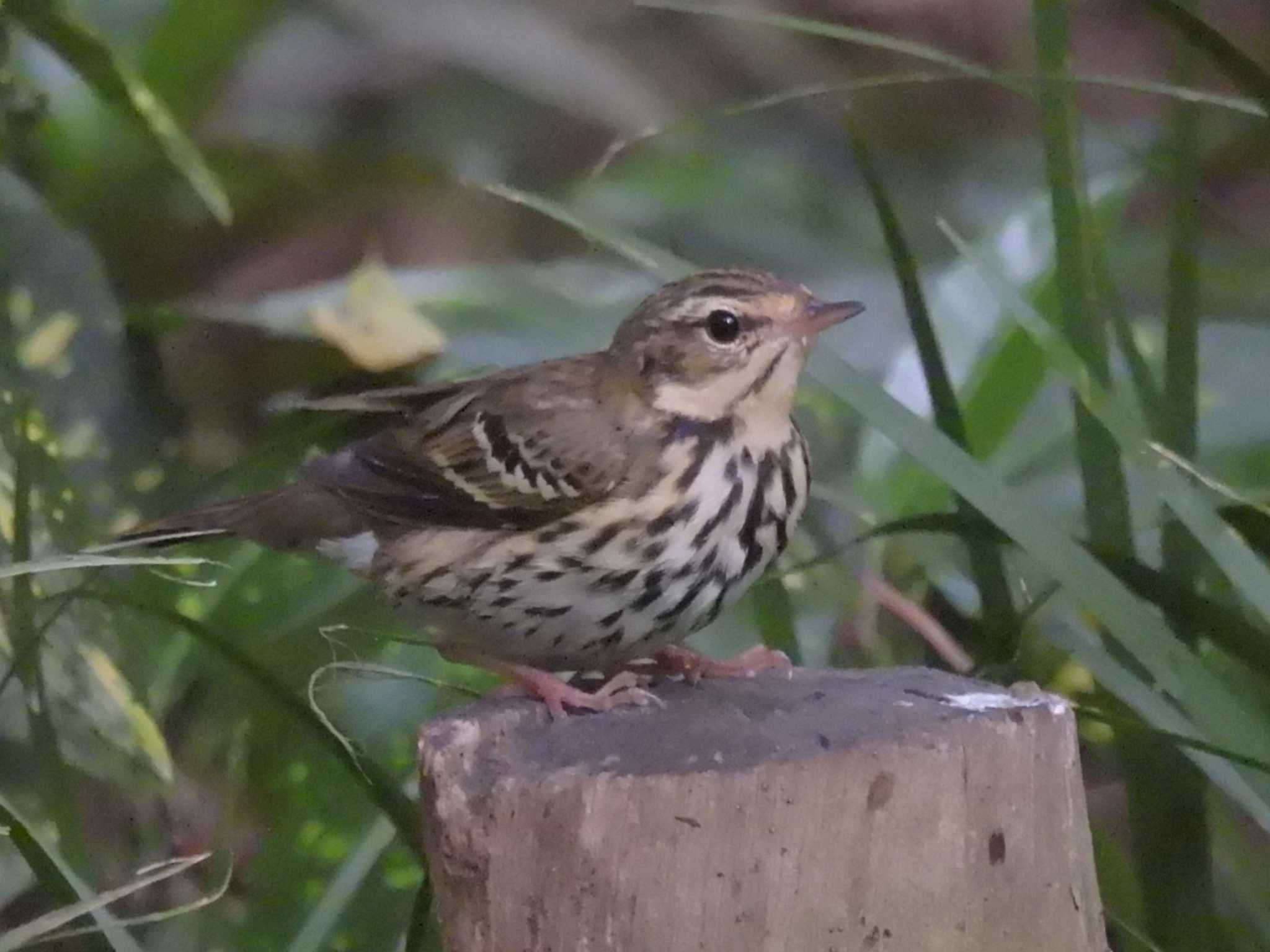 Olive-backed Pipit