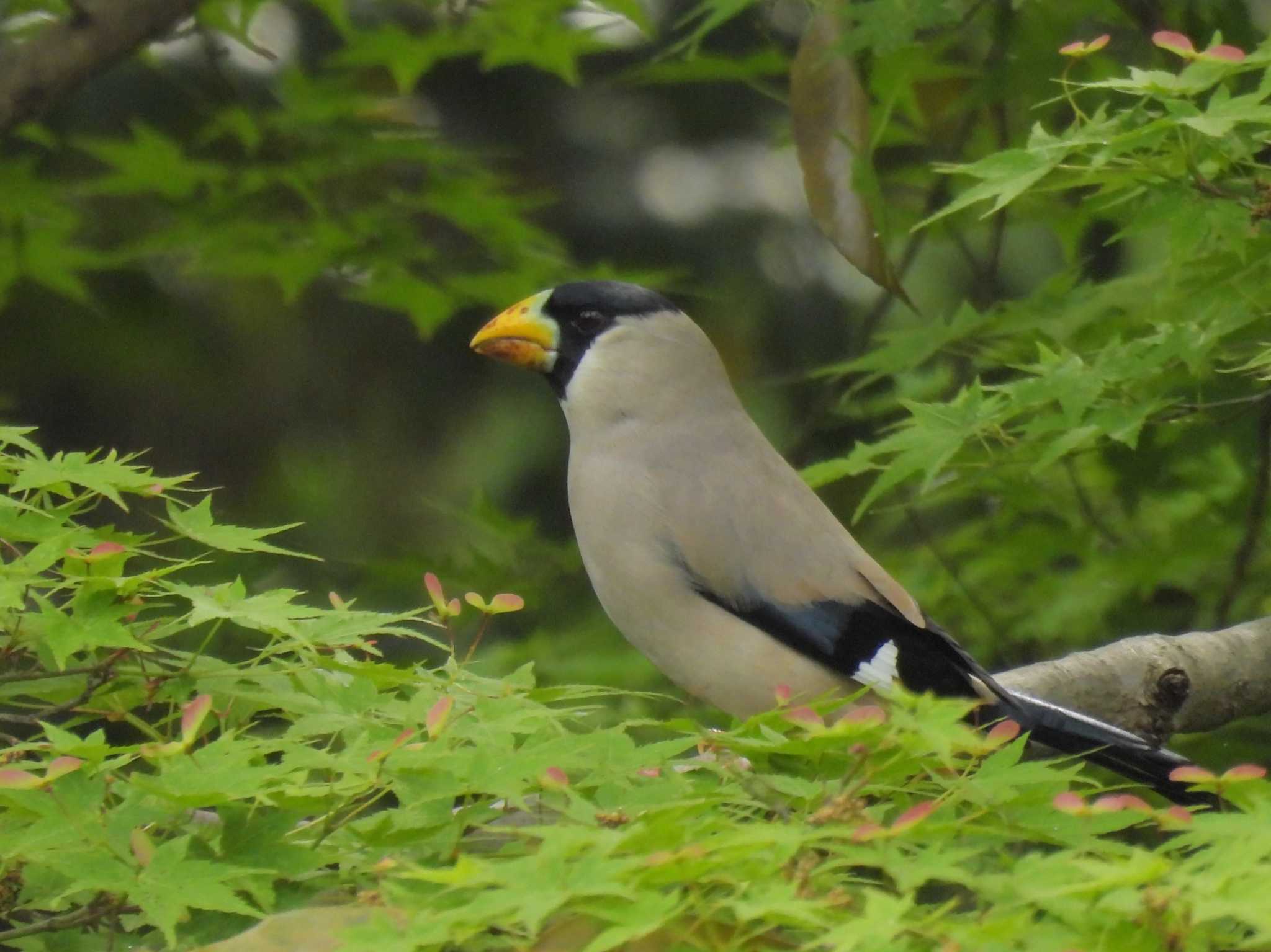 Japanese Grosbeak