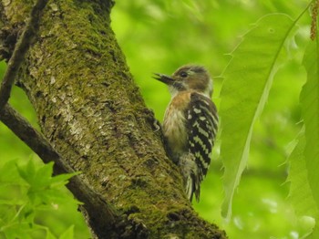 Mon, 4/29/2024 Birding report at Kyoto Gyoen