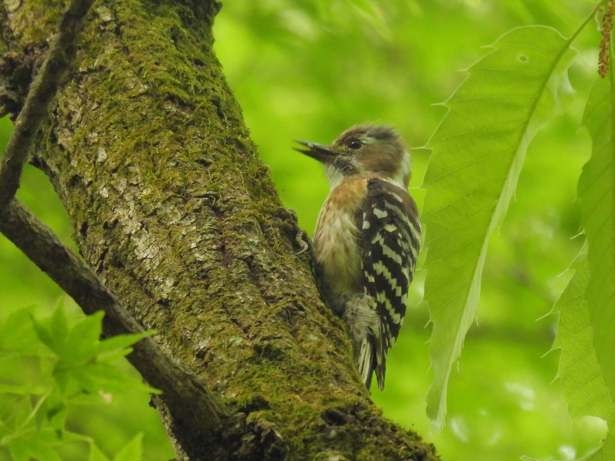 Japanese Pygmy Woodpecker