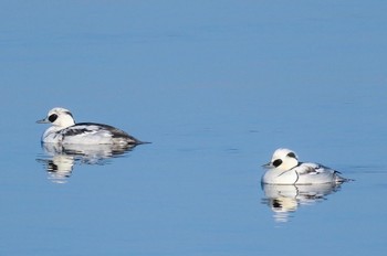 Smew Watarase Yusuichi (Wetland) Tue, 1/10/2023