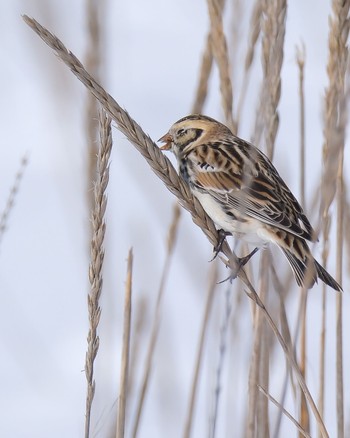 Lapland Longspur 北海道 Wed, 2/22/2023