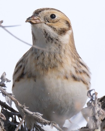 Lapland Longspur 北海道 Wed, 2/22/2023