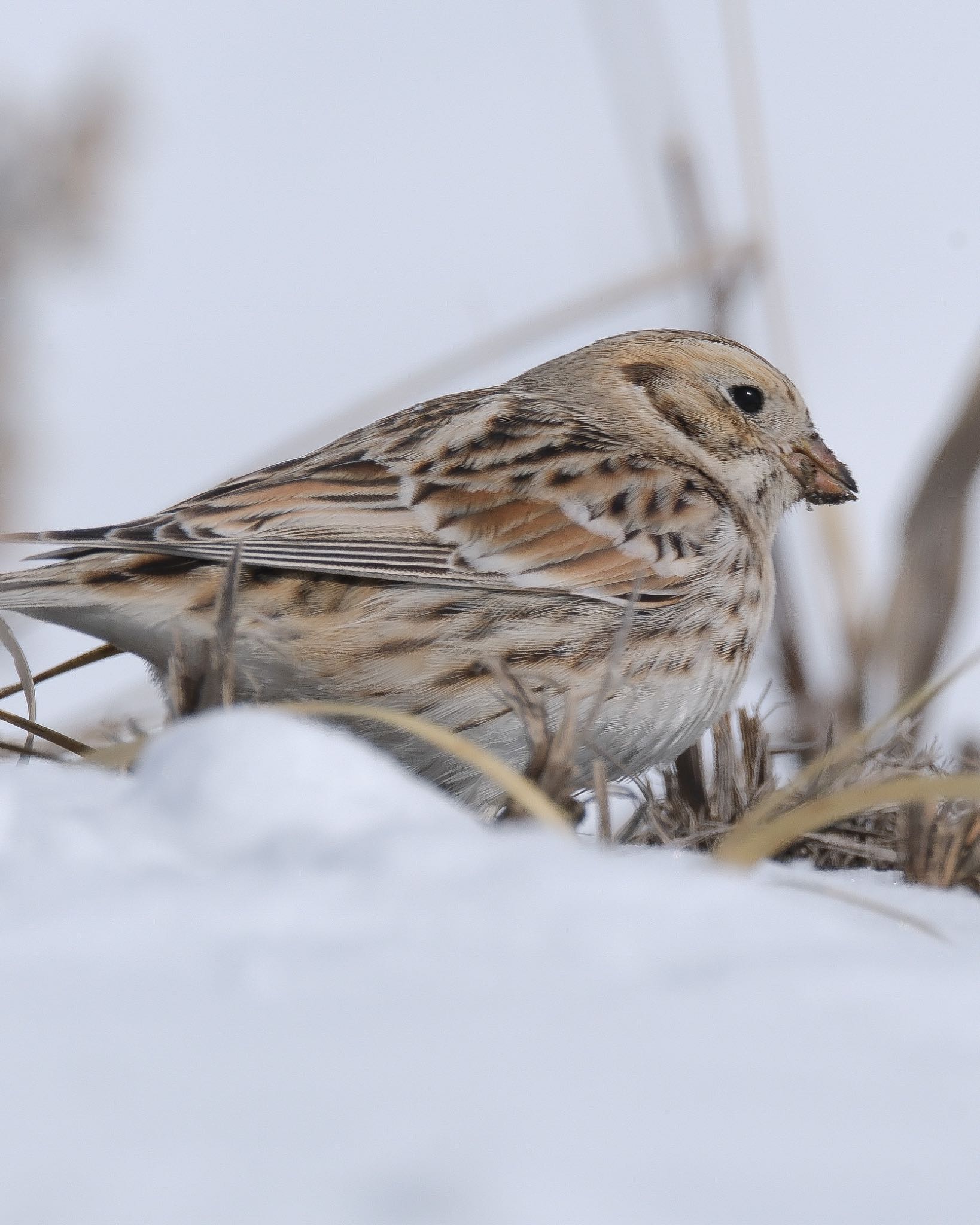 Photo of Lapland Longspur at 北海道 by 015