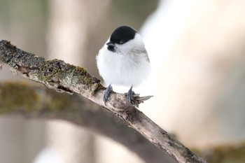 Marsh Tit 北海道 Wed, 2/22/2023