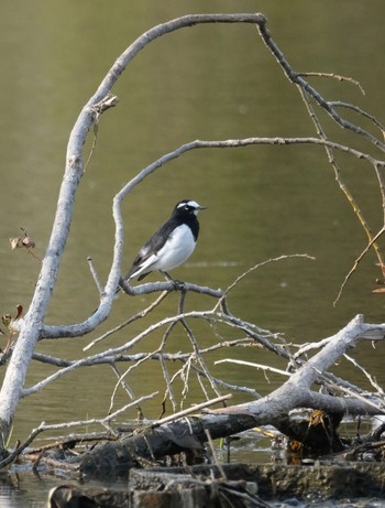 Japanese Wagtail 埼玉県 Sun, 12/11/2022