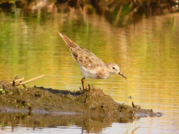 Temminck's Stint Inashiki Sun, 4/28/2024