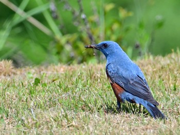 Blue Rock Thrush 布目ダム Sun, 4/28/2024