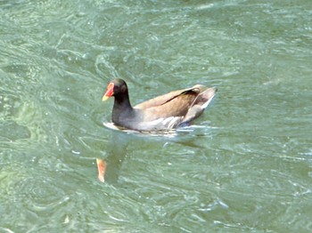 Common Moorhen Ukima Park Mon, 4/29/2024