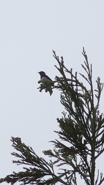 Blue-and-white Flycatcher 八王子城跡 Mon, 4/29/2024