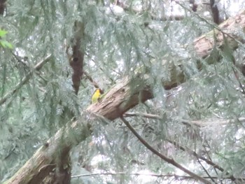 Narcissus Flycatcher 八王子城跡 Mon, 4/29/2024