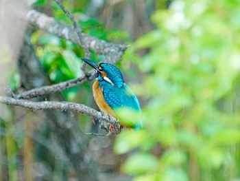 Common Kingfisher 手賀沼遊歩道 Mon, 4/29/2024