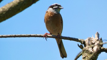 Meadow Bunting 布目ダム Sun, 4/28/2024