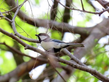 シジュウカラ 大阪城公園 2024年4月26日(金)