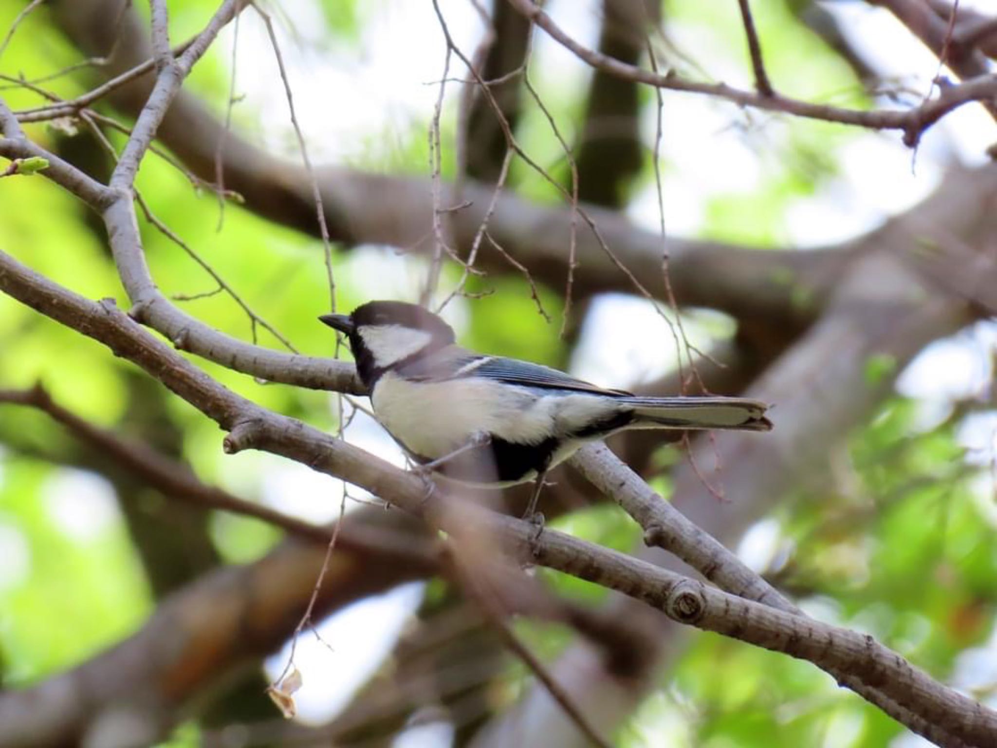 Photo of Japanese Tit at Osaka castle park by えりにゃん店長