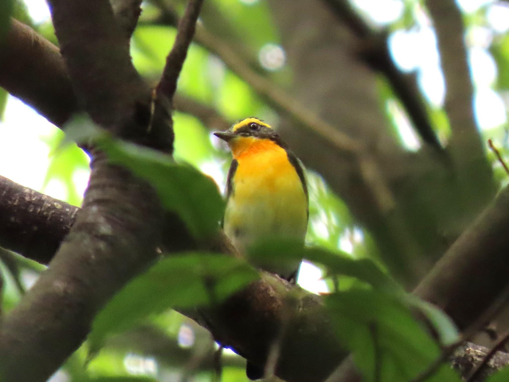 Photo of Narcissus Flycatcher at Osaka castle park by えりにゃん店長