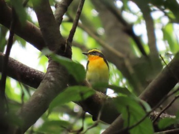 Narcissus Flycatcher Osaka castle park Fri, 4/26/2024