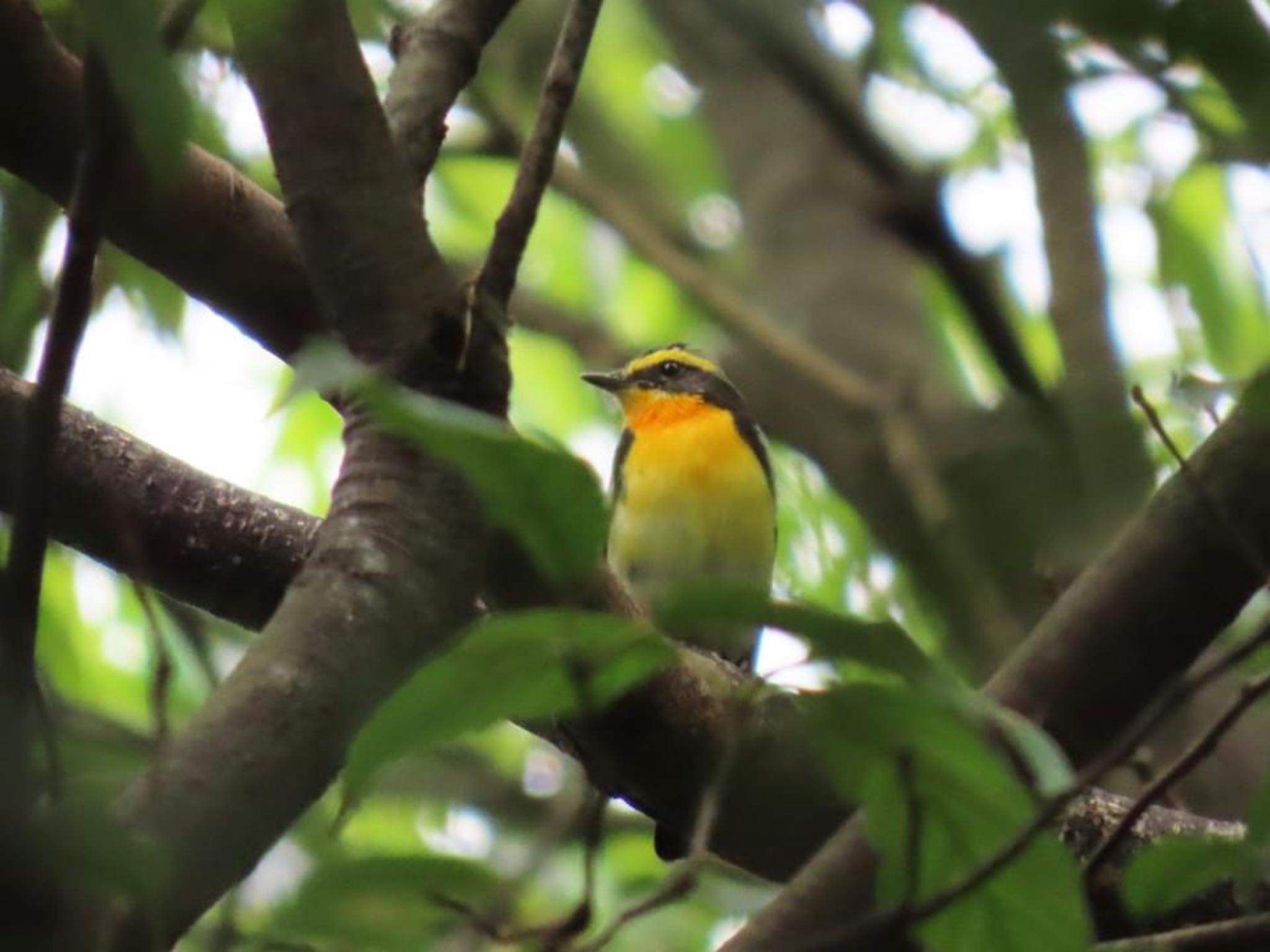 Photo of Narcissus Flycatcher at Osaka castle park by えりにゃん店長