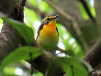 Narcissus Flycatcher Osaka castle park Fri, 4/26/2024