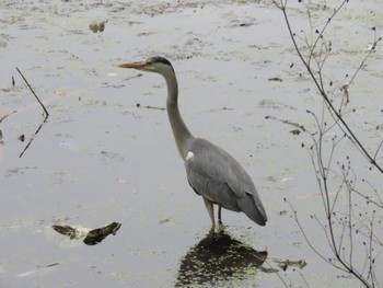 Grey Heron Osaka castle park Fri, 4/26/2024