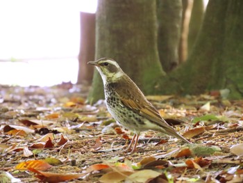 Dusky Thrush Koyaike Park Sun, 4/28/2024