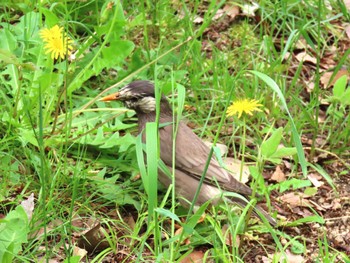 White-cheeked Starling Osaka castle park Fri, 4/26/2024