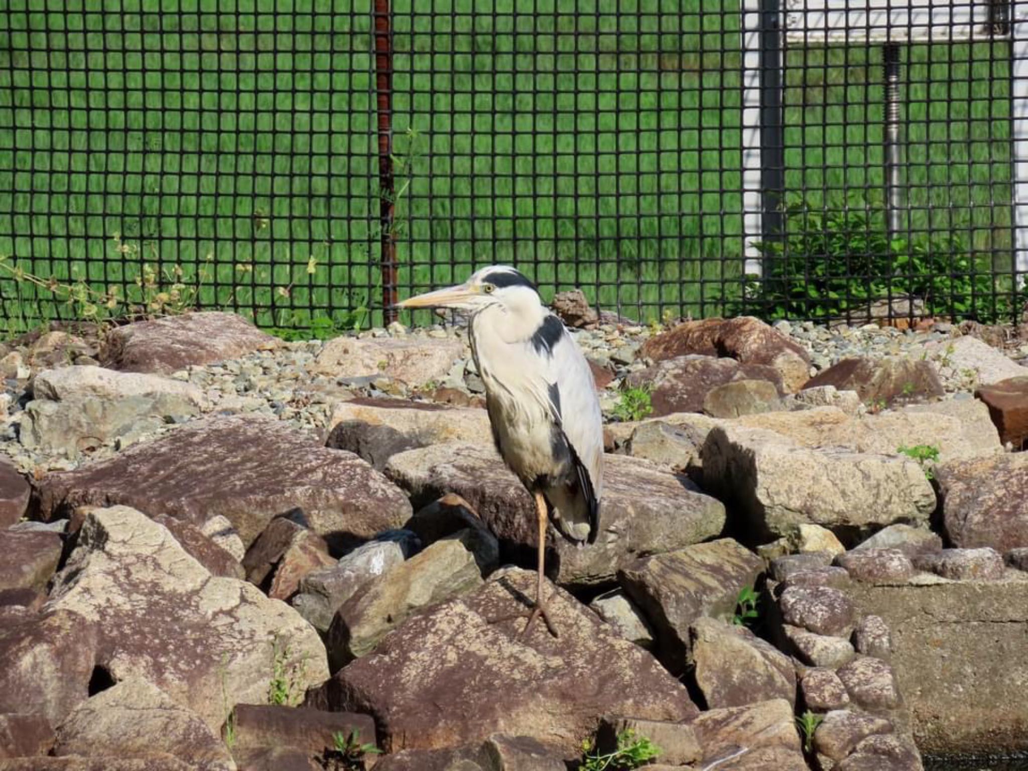Photo of Grey Heron at 昆陽池 by えりにゃん店長