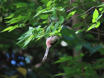 Long-tailed Tit Koyaike Park Sun, 4/28/2024