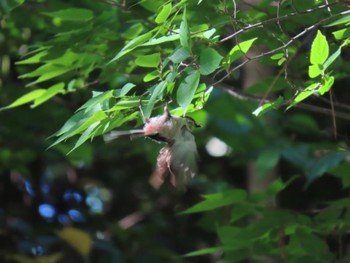 Long-tailed Tit Koyaike Park Sun, 4/28/2024