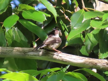 Long-tailed Tit Koyaike Park Sun, 4/28/2024