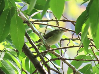 Eastern Crowned Warbler Koyaike Park Sun, 4/28/2024