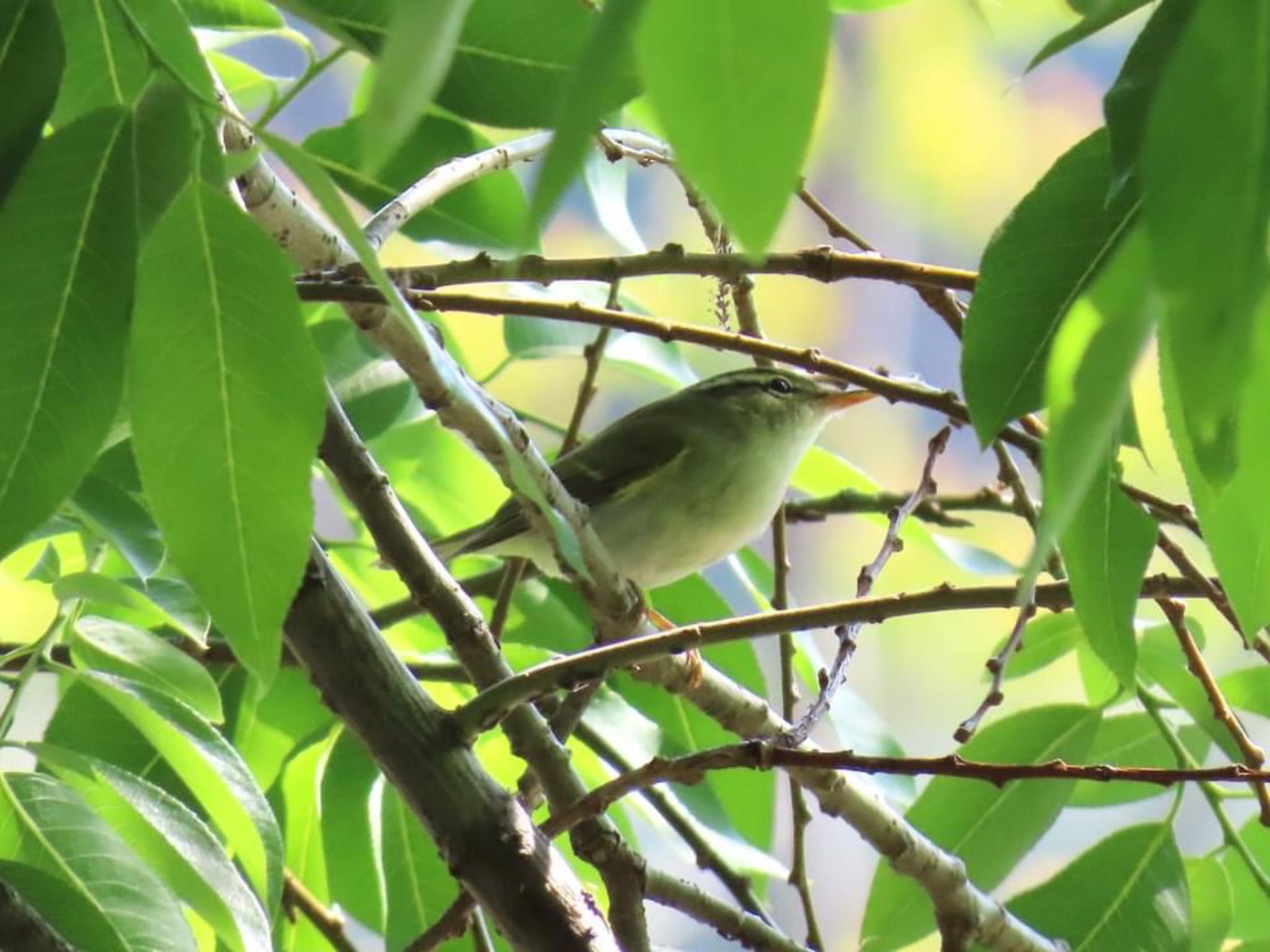 Photo of Eastern Crowned Warbler at Koyaike Park by えりにゃん店長