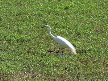 Great Egret 昆陽池 Sun, 4/28/2024