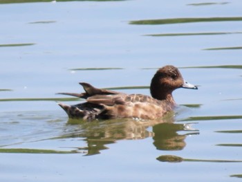 Eurasian Wigeon 昆陽池 Sun, 4/28/2024