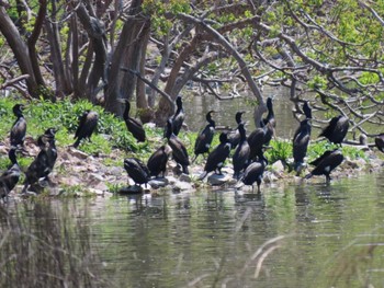 Great Cormorant 昆陽池 Sun, 4/28/2024