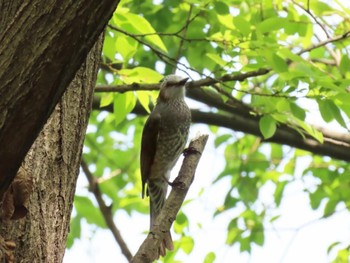 Brown-eared Bulbul Koyaike Park Sun, 4/28/2024