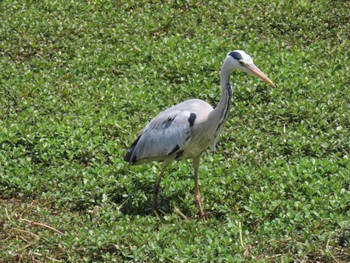 Grey Heron 昆陽池 Sun, 4/28/2024