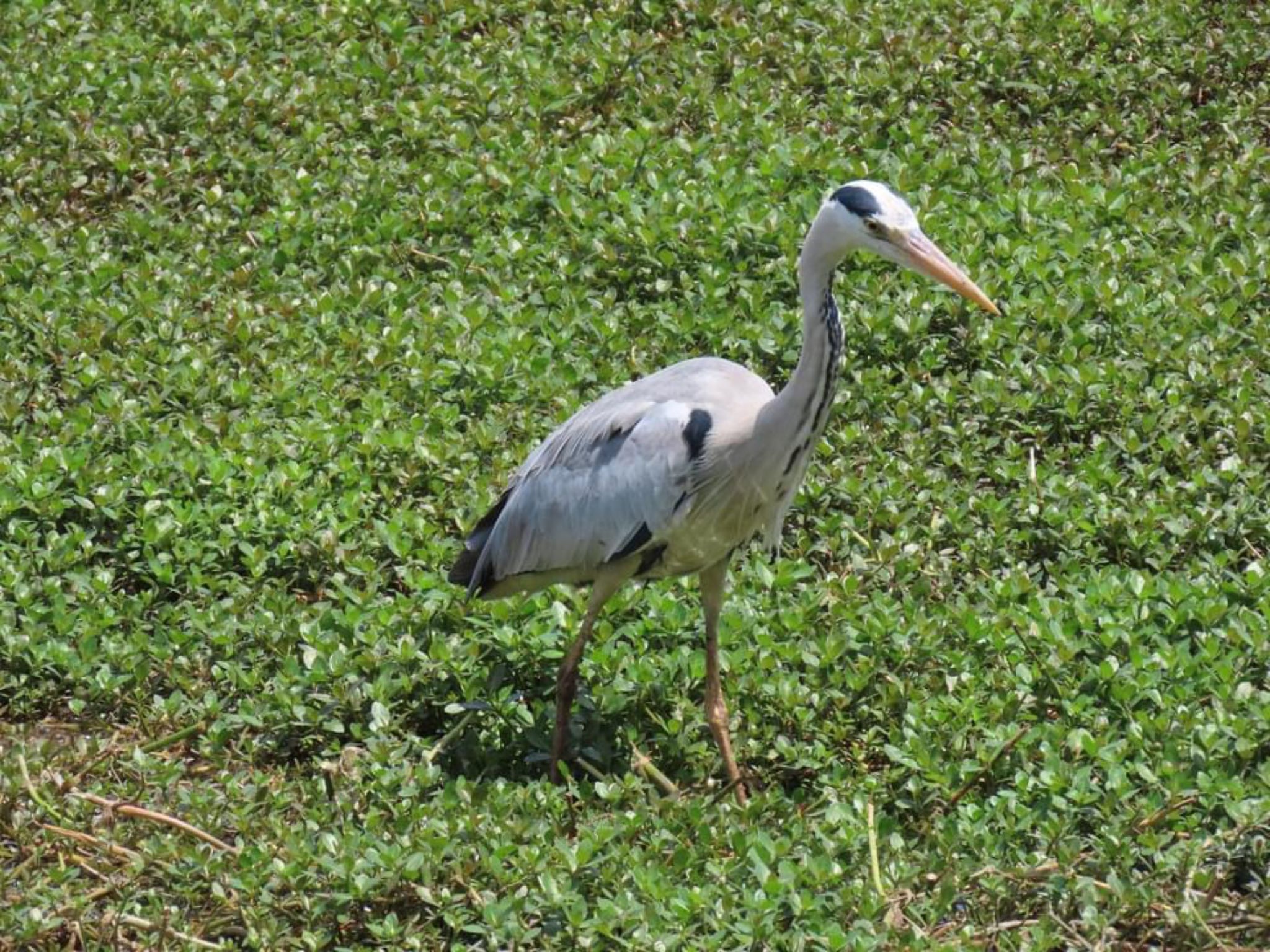 Photo of Grey Heron at 昆陽池 by えりにゃん店長