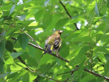 Grey-capped Greenfinch Koyaike Park Sun, 4/28/2024