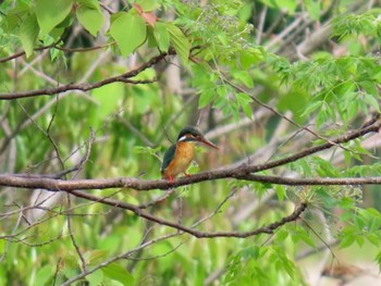Common Kingfisher 昆陽池 Sun, 4/28/2024