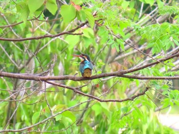 2024年4月28日(日) 昆陽池の野鳥観察記録