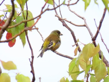 Grey-capped Greenfinch Koyaike Park Sun, 4/28/2024