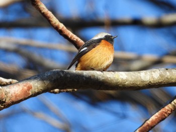 Daurian Redstart Hayatogawa Forest Road Sun, 3/3/2024