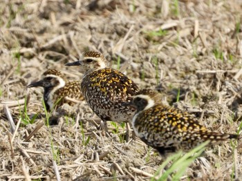 Pacific Golden Plover 春日部市 Mon, 4/29/2024