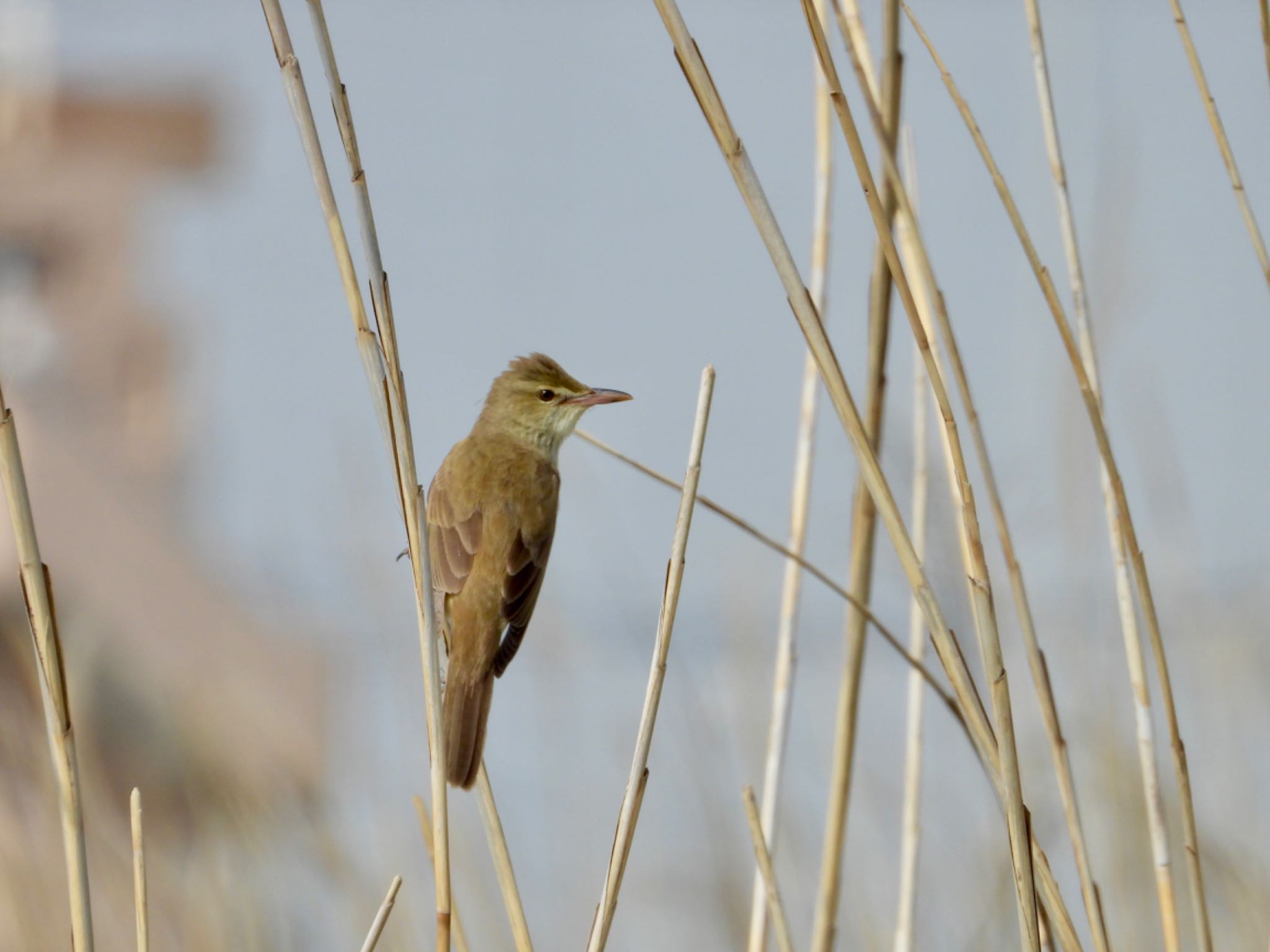 Photo of Oriental Reed Warbler at 春日部夢の森公園 by ShinyaYama
