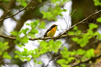 キビタキ 原生の森(函南) 2024年4月29日(月)