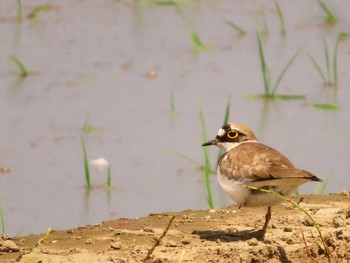 Little Ringed Plover Inashiki Sun, 4/28/2024