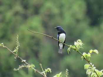 Blue-and-white Flycatcher 金沢林道 Mon, 4/29/2024