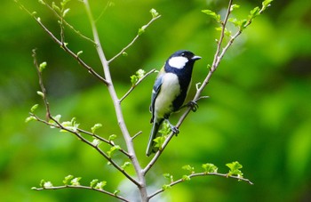 Japanese Tit Osaka castle park Mon, 4/29/2024